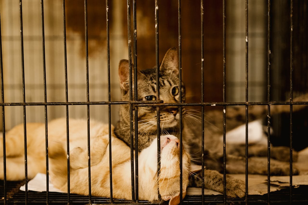 about-01 Two cats resting inside a cage, highlighting the need for adoption in animal shelters.