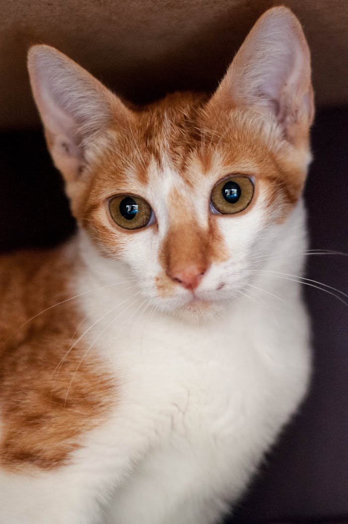 impact-img Close-up portrait of a curious ginger and white cat looking directly at the camera.