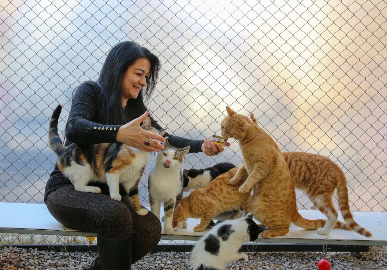 hero-homepage A woman enjoys feeding a group of playful cats outdoors near a chain link fence.